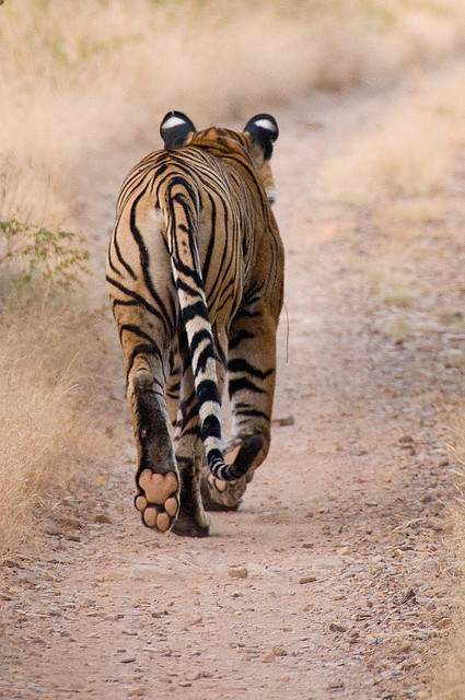 theanimaleffect:  Ranthambhore Tiger by abmiller99 on Flickr.