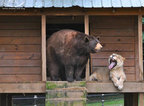 awesome-picz:    Bear, Lion And Tiger Brothers Haven’t Left Each Other’s Side For 15 Years.