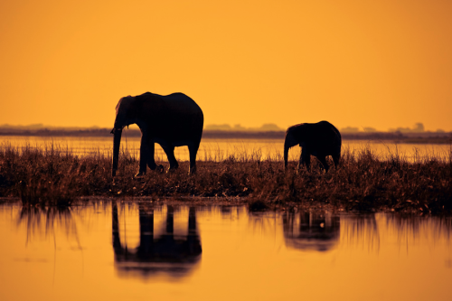 awkwardsituationist:photos by mario moreno (previously featured) in kenya’s masai mara, botswana’s m