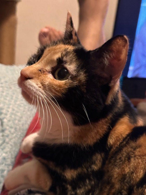 Buttercup Laying On Me