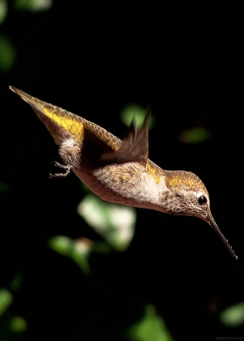 biomorphosis:Hummingbirds can beat their wings up to 80 times a second during normal flight and up to 200 times per second during a courtship dive. They are the only bird that can fly forwards, backwards, up, down ,sideways and  hover in mid air. 