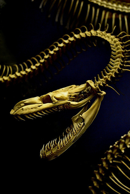 skullandbone:  Amethystine Python skeleton by | Serena | on Flickr.