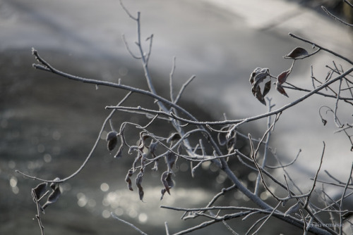 Staying Frosty: Crystallized Leaves, Asters and Forests, Grand Teton National Park, Wyomingriverwind