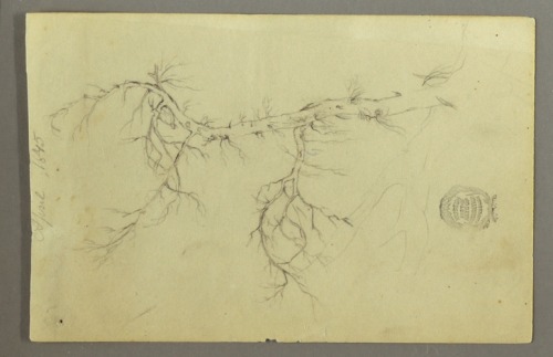 A Leafless Bough of a Tree, Frederic Edwin Church, April 1845, Smithsonian: Cooper Hewitt, Smithsoni