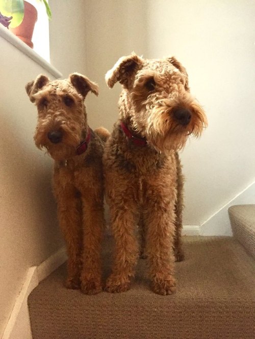 airedales:Double trouble [x]