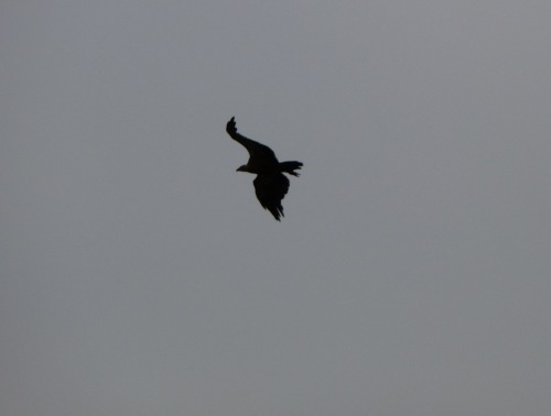 Une série sur les aigles, buses et autres grands rapaces diurnes&hellip; Là, ils sont en liberté !- 