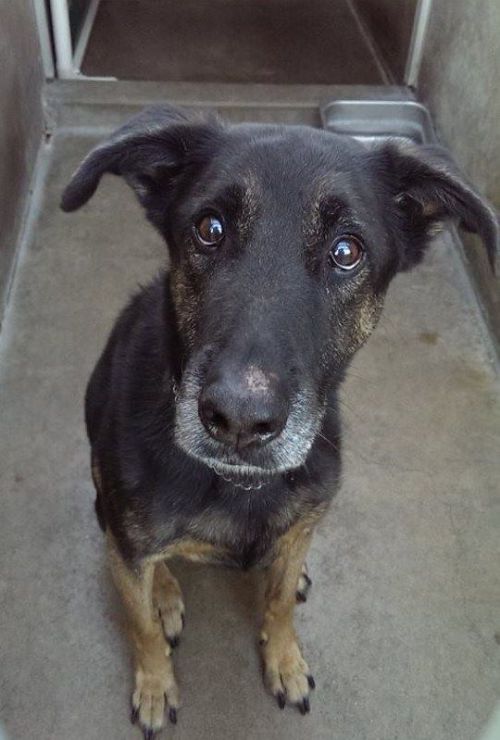 wyrtwita:  ostealjewelry:  animalrescuenetwork:  URGENT - ORANGE COUNTY, CALIFORNIA Greg is a 10 year old neutered German Shepherd mix. His family surrendered him to the shelter on November 26th. He looks bewildered as to why he isn’t home with his