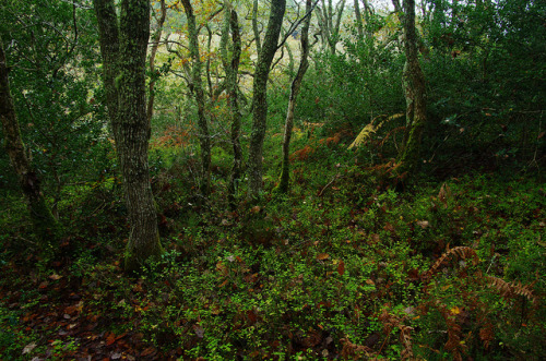 From Lanhydrock to Trebah - An Autumn Cornish experience. by favmark1 on Flickr.