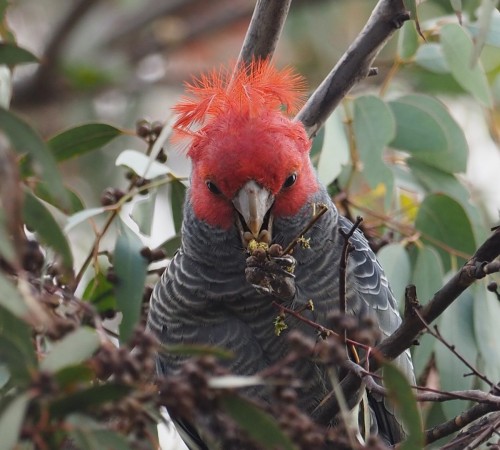 Gang-gang Cockatoo (Callocephalon fimbriatum)© Mark Stevenson