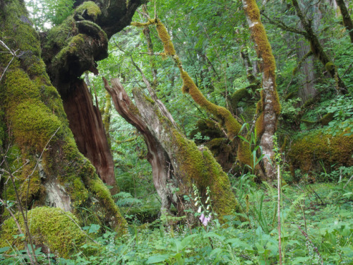 Aquarian Rainforest Idaho by Paden Gould