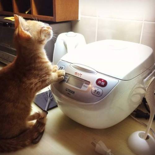 awwww-cute:Cat loves the smell of rice. (Source: http://ift.tt/1Ylh0NB)