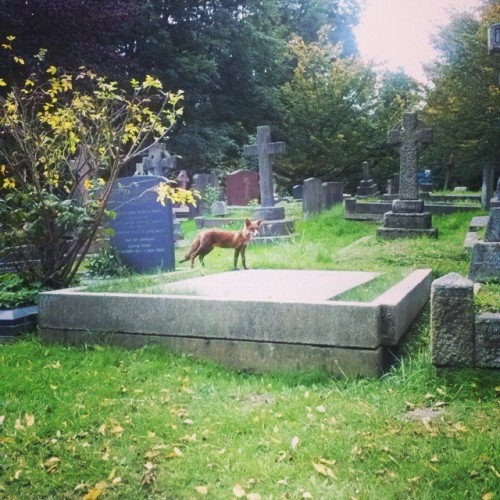 Highgate Cemetery