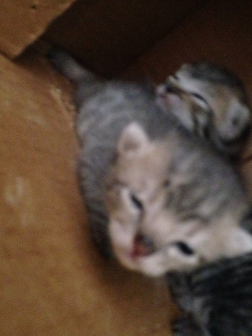 Estos 2 Bebs Tienen Poco Ms De 15 Das Se Encuentran Con La Gata Pero Desde Ahora Le Buscamos Hogares