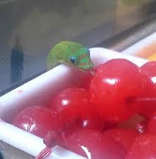 geckopaws:  an important image genre: day geckos licking things 