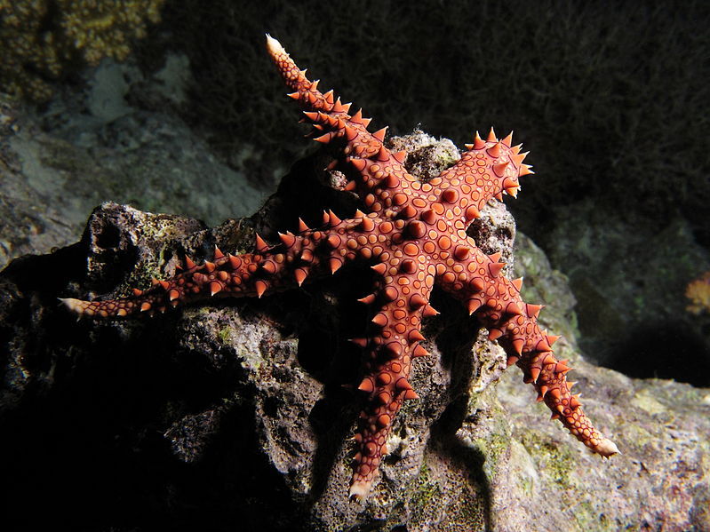 astronomy-to-zoology:
“ Egyptian Sea Star (Gomophia egyptiaca)
…a species of Ophidiasterid sea star which despite its common name is widely distributed throughout the Indo-Pacific (including the Red Sea). Like other sea stars Gomophia egyptiaca is...