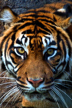 earthdaily:  [zoo portraits] prey by Martyn Sommer 