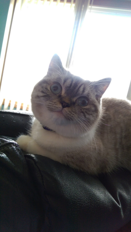 awwww-cute:  Scuba is deep in thought, wondering if she is truly insane
