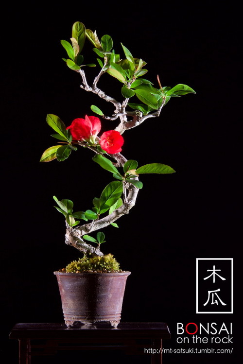 木瓜（ボケ）の盆栽BOKEH, Japanese Quince bonsai2018.4.7 撮影bonsai on the rock| Creema | BASE | Zazzle.co.jp | 