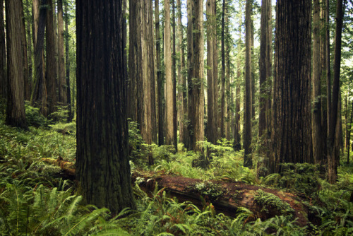 Redwoods by Gwendolyn Allsop