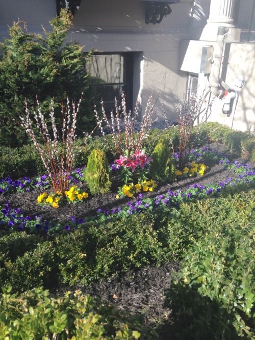 3.17.16 - Someone on Comm Ave had this beautiful flower arrangement in front of their building. Sorr