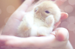 babyanimalposts:  feeling down? you need this baby animal blog