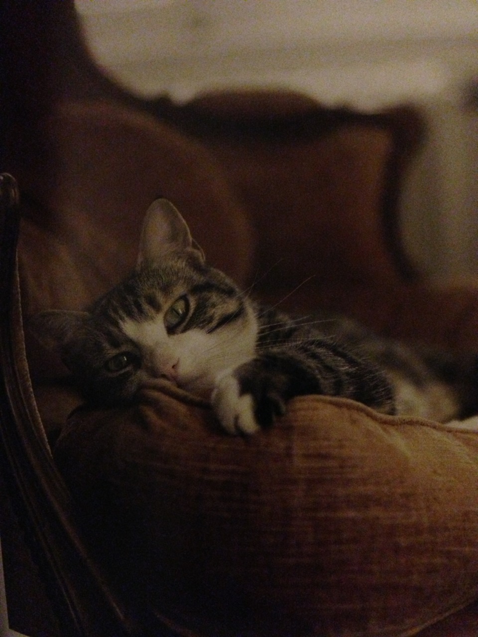 Volevo un gatto