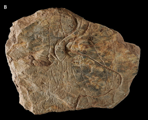 fishstickmonkey:Fragment 317 with a bifacial ornamentation: side A) head of aurochs surrounded by ra