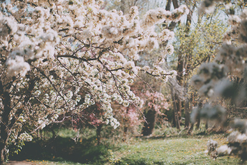 juliamstarr: white blossoms &lt;3 Instagram