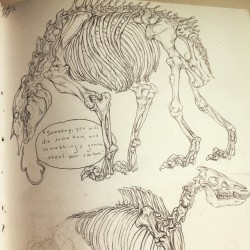 Kora-Draws:  More Life Drawing From Amnh. I Was Listening To Modest Mouse, Apparently…