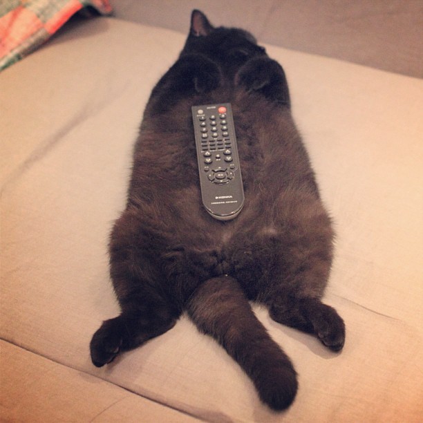 alexlee712:  New function of my cat, holder of the remoter LOL #cat #kitty #cute