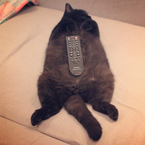 alexlee712:  New function of my cat, holder of the remoter LOL #cat #kitty #cute #funny #beijing #china