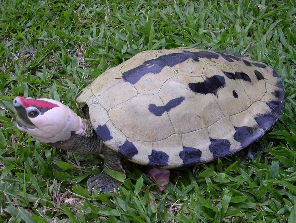 Here come the most Extra of turtles and tortoises