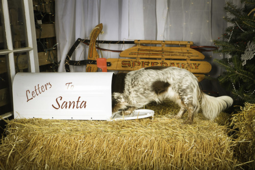 Chloe is helping Santa out and checking to make sure there aren’t any letters left behind on Christm