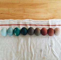 oldfarmhouse: Farmhouse Coloured  eggs  @oldfarmhouse