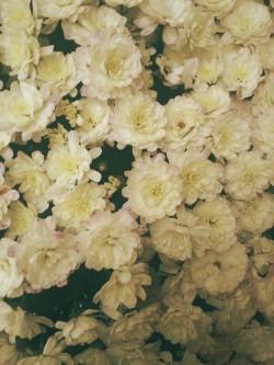 living-a-doubledream:  Flowers (: