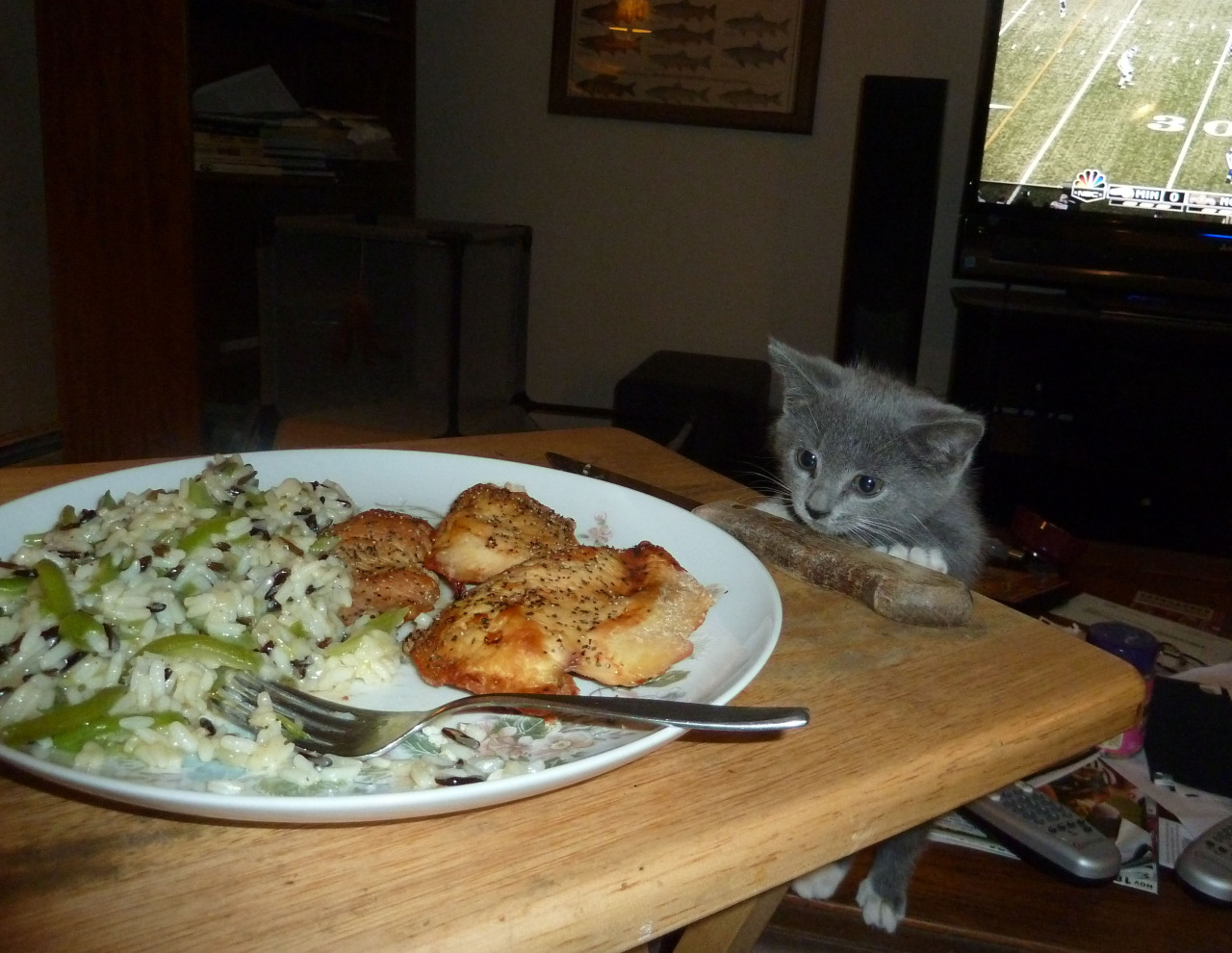 getoutoftherecat:  get out of there cat. that’s my supper not yours. i mean the