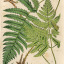 pteridomaniawriter