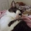 worsecats