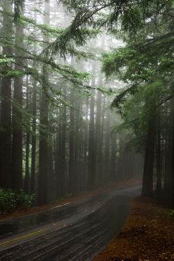 expressions-of-nature:  Uncertain path by: