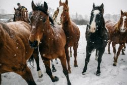 filson:Running the herd. #FilsonLife