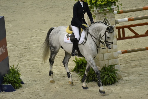 the most beautiful horse i&rsquo;ve ever seen *_* WIHS 2014 &copy; Ranglo