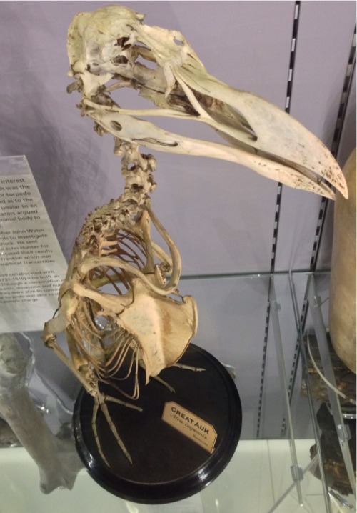 miissmadhatter:  emthugga:  super-who-lock-is-team-jem:  crookedindifference:  I spent the afternoon at the Hunterian Museum in London.  I need to go here.  Coolest place ever, would love to take someone there  I wish I had someone to go with! 