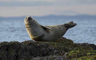 iguanamouth:  thinking about seals doing this pose….. oh yeah…. 