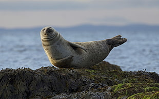 iguanamouth:  thinking about seals doing this pose…..oh yeah….