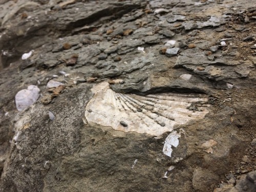 adventurous-watermelon:Fossil scallop, Quaternary/Pleistocene, coastal mudstones, Beverly Beach, OR.