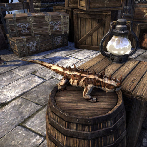 uesp: trinimac: uesp: remainprofane: uesp: Pictured: A gecko in the desert, on a barrel, and on a ro