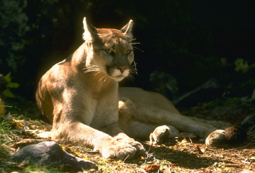 ccaracal:Mountain Lion (by CaliforniaDFW)