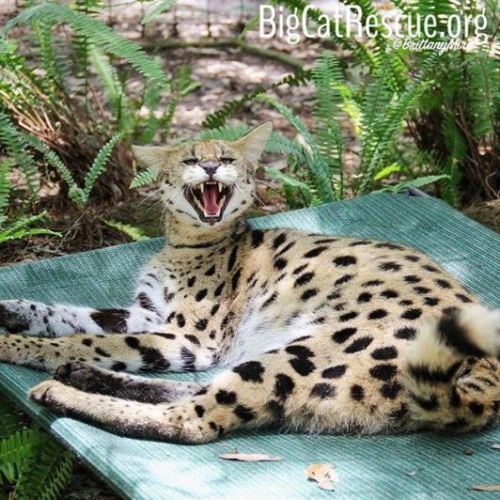 bigcatrescue: Ginger serval is sassy when you interrupt her afternoon #catnap