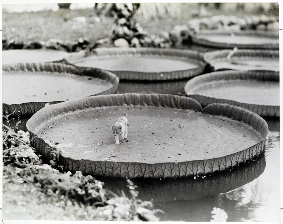 natgeofound:
“ A kitten aboard a floating Victoria water lily pad in the Philippines, 1935.Photograph by Alfred T. Palmer, National Geographic Creative
”