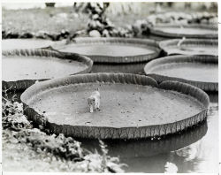 natgeofound:  A kitten aboard a floating